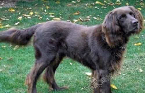 狗中贵族—德国波音达犬