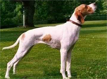 狗中贵族—德国波音达犬