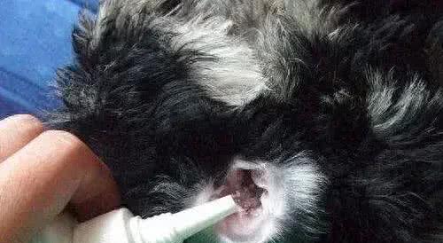 狗狗耳道里有黑褐色污垢，频繁出现摇头、挠耳朵怎么办?