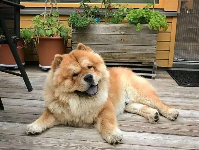 松狮犬没胃口?可能是这些原因导致的!