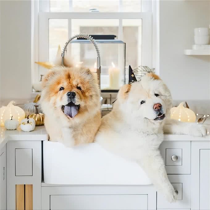 松狮犬没胃口?可能是这些原因导致的!