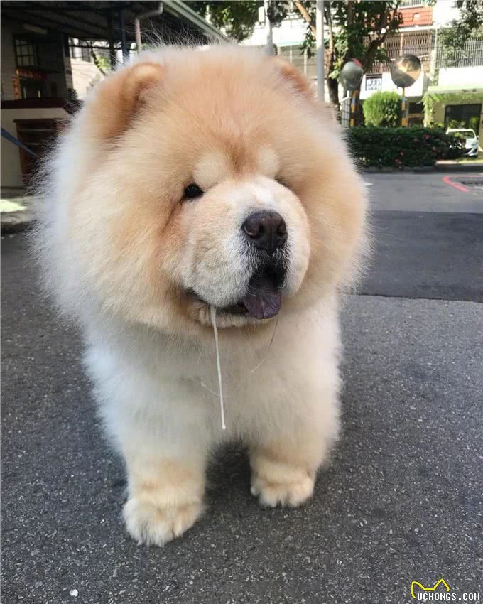 松狮犬没胃口?可能是这些原因导致的!