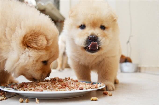 松狮犬没胃口?可能是这些原因导致的!