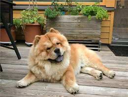 松狮犬没胃口?可能是这些原因导致的!