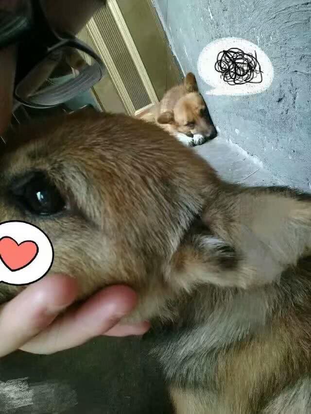 我喜欢狗，不分土狗和宠物狗—对狗的表白