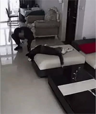 养个狗狗看家?不得不说，你们是想多了