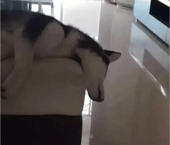 养个狗狗看家?不得不说，你们是想多了