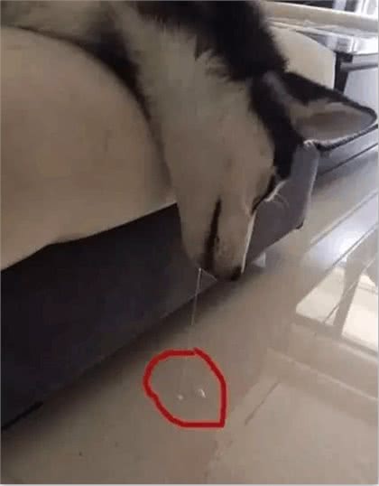 养个狗狗看家?不得不说，你们是想多了