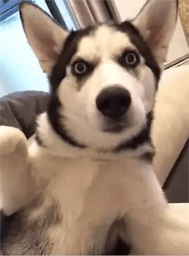 养个狗狗看家?不得不说，你们是想多了