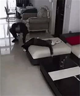 养个狗狗看家?不得不说，你们是想多了