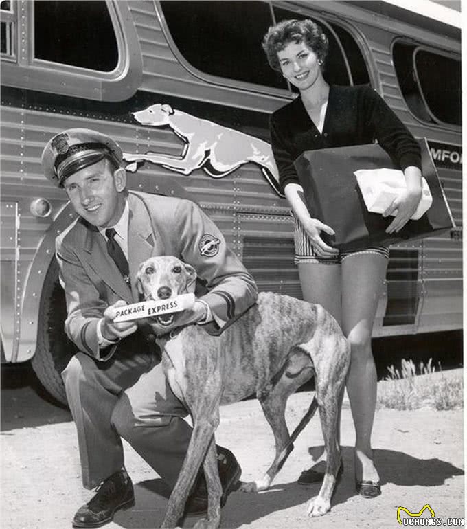 只有德国人才知晓的猛犬，已被封尘百年，如今掀开神秘面纱