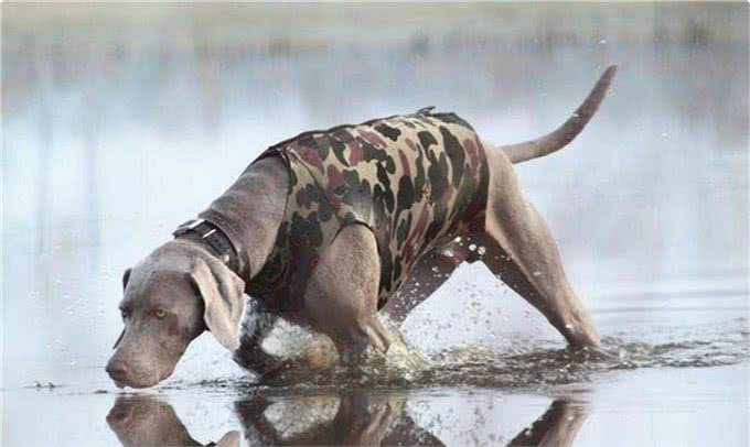 只有德国人才知晓的猛犬，已被封尘百年，如今掀开神秘面纱