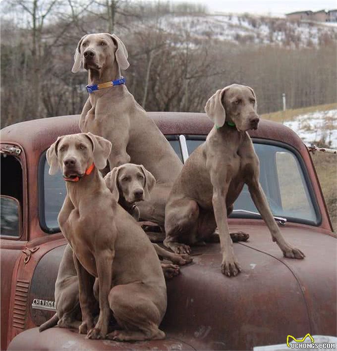 只有德国人才知晓的猛犬，已被封尘百年，如今掀开神秘面纱