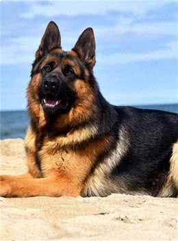 只有德国人才知晓的猛犬，已被封尘百年，如今掀开神秘面纱