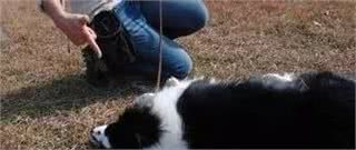 兽医教你训练狗狗装死技能，分分钟学会