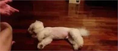 兽医教你训练狗狗装死技能，分分钟学会