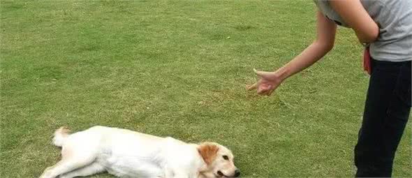 兽医教你训练狗狗装死技能，分分钟学会