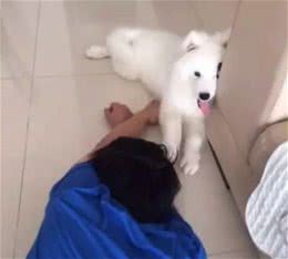 兽医教你训练狗狗装死技能，分分钟学会