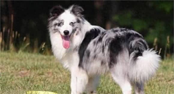 最聪明的狗排行榜前十名