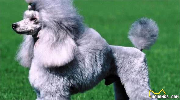 最聪明的狗排行榜前十名