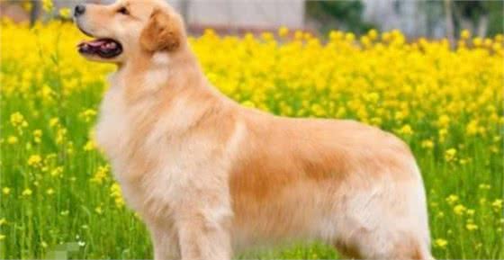 最聪明的狗排行榜前十名