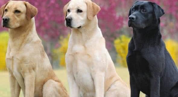 最聪明的狗排行榜前十名