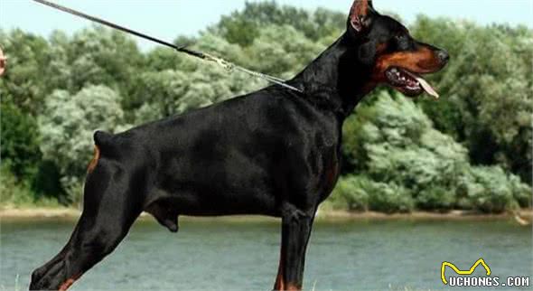 最聪明的狗排行榜前十名