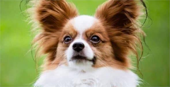 最聪明的狗排行榜前十名