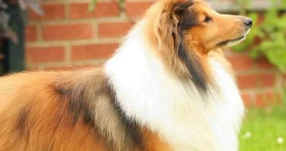 最聪明的狗排行榜前十名