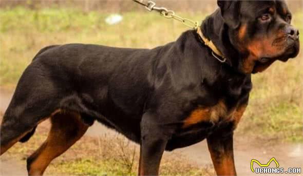 最聪明的狗排行榜前十名