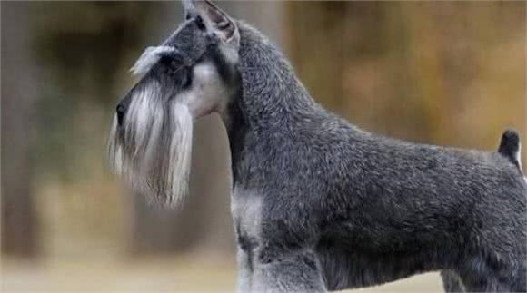 最聪明的狗排行榜前十名