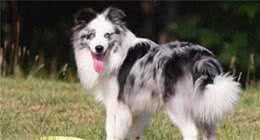 最聪明的狗排行榜前十名