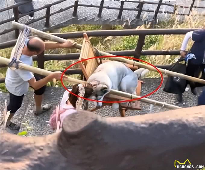 哈士奇爬山累了不愿意动弹，女子雇佣2名轿夫抬着：也太享受了