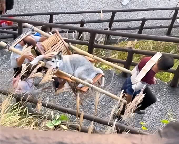 哈士奇爬山累了不愿意动弹，女子雇佣2名轿夫抬着：也太享受了