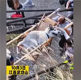 哈士奇爬山累了不愿意动弹，女子雇佣2名轿夫抬着：也太享受了