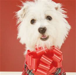 挑选接狗狗回家的时机技巧