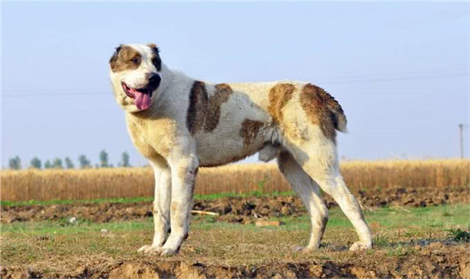 世界十大烈性犬介绍,有些犬你都没听说过,每一个都是杀手