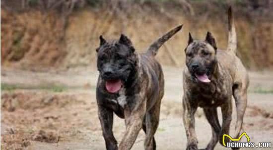 世界十大烈性犬介绍,有些犬你都没听说过,每一个都是杀手