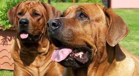 世界十大烈性犬介绍,有些犬你都没听说过,每一个都是杀手