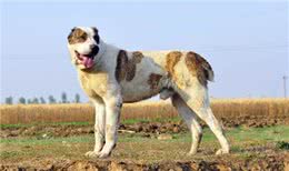 世界十大烈性犬介绍，有些犬你都没听说过，每一个都是杀手