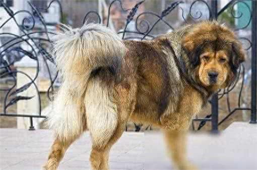 揭秘!超乖巧不爱吠的狗狗TOP10,温顺可爱,你家汪星人上榜