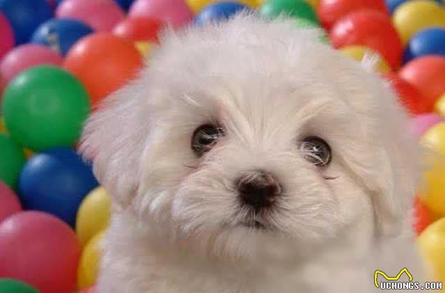 揭秘!超乖巧不爱吠的狗狗TOP10,温顺可爱,你家汪星人上榜