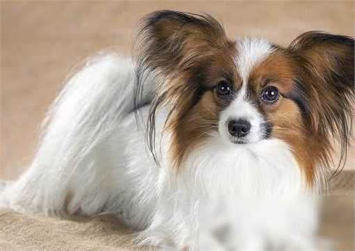 揭秘!超乖巧不爱吠的狗狗TOP10,温顺可爱,你家汪星人上榜