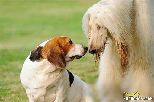 揭秘!超乖巧不爱吠的狗狗TOP10,温顺可爱,你家汪星人上榜