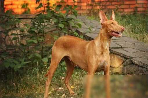 揭秘!超乖巧不爱吠的狗狗TOP10,温顺可爱,你家汪星人上榜