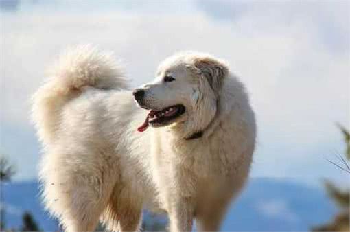 揭秘!超乖巧不爱吠的狗狗TOP10,温顺可爱,你家汪星人上榜