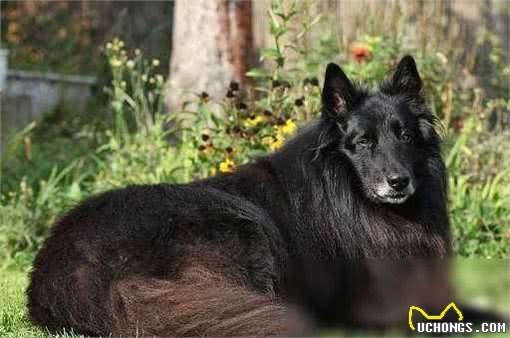 揭秘!超乖巧不爱吠的狗狗TOP10,温顺可爱,你家汪星人上榜