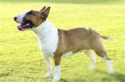 揭秘!超乖巧不爱吠的狗狗TOP10,温顺可爱,你家汪星人上榜