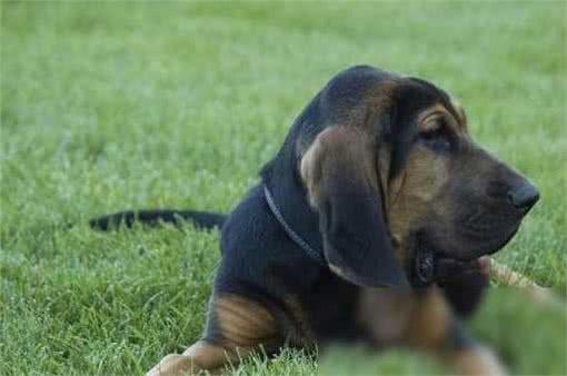 揭秘!超乖巧不爱吠的狗狗TOP10，温顺可爱，你家汪星人上榜