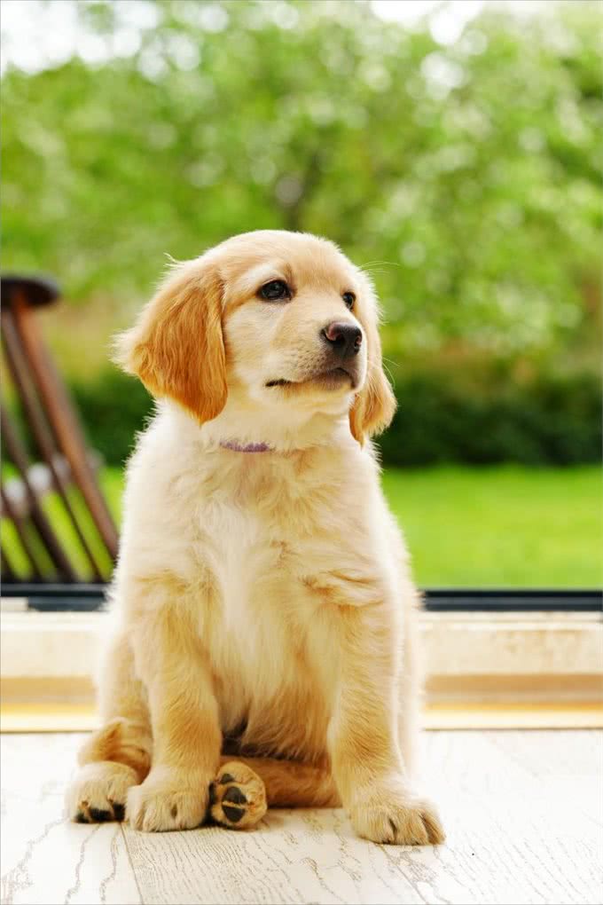 如何去挑选一只纯种的金毛犬,挑选金毛的八大步骤?